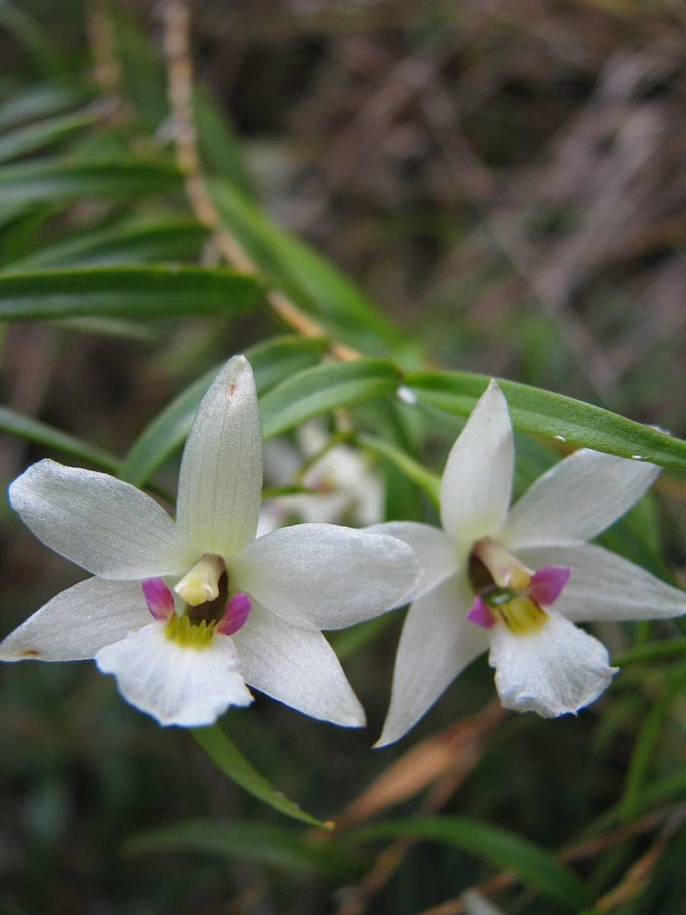 Winika / Bamboo Orchid (Dendrobium cunninghamii)