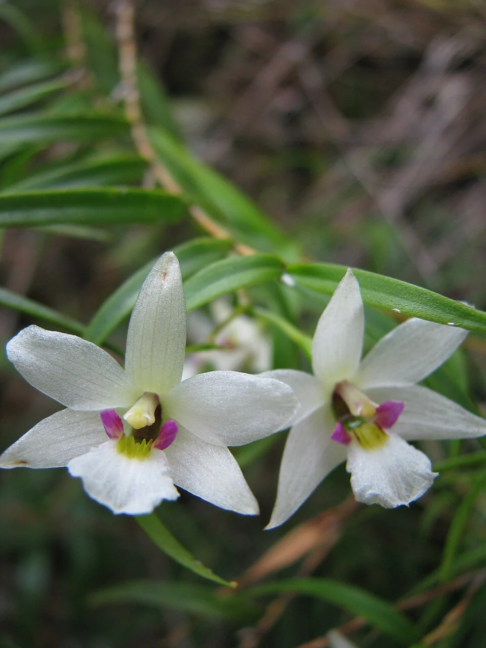 Winika / Bamboo Orchid (Dendrobium cunninghamii) hero image