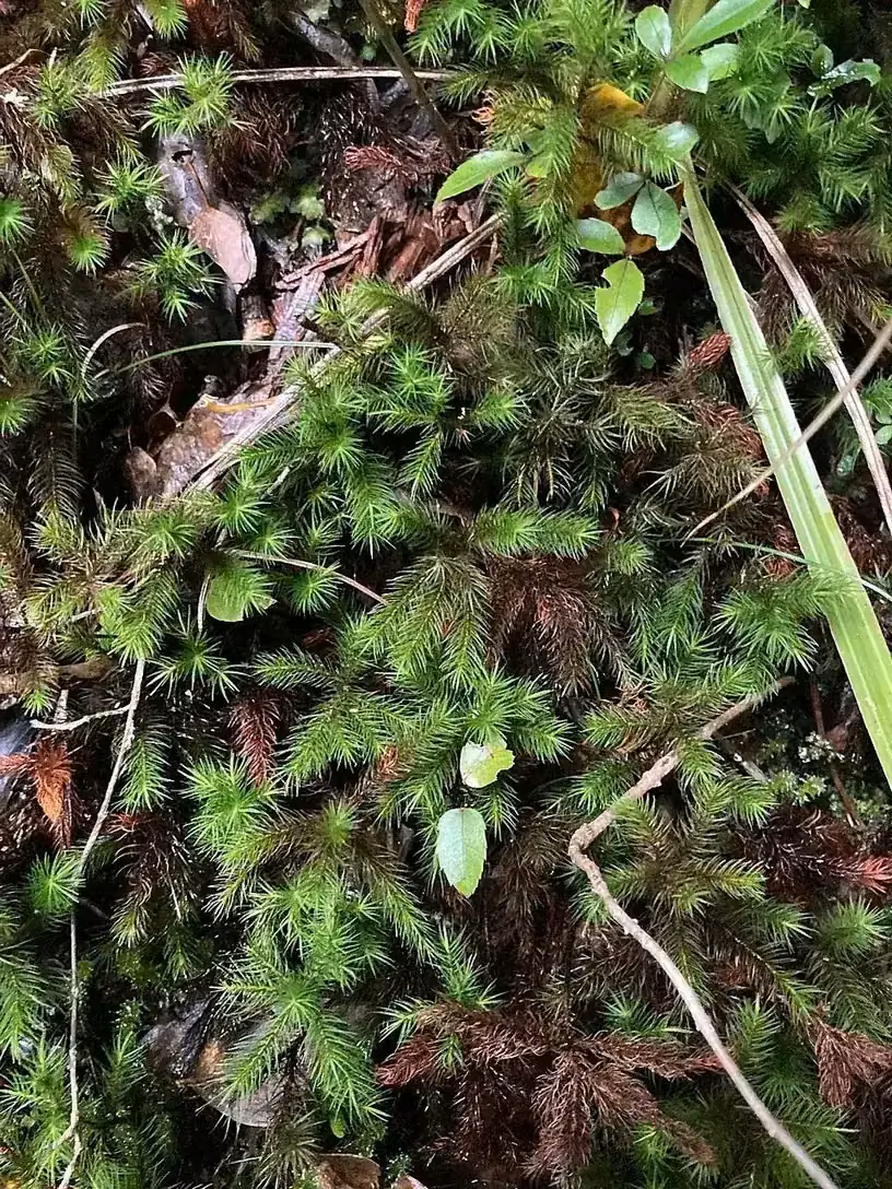 Tongariro Moss (Dendroligotrichum tongariroense)