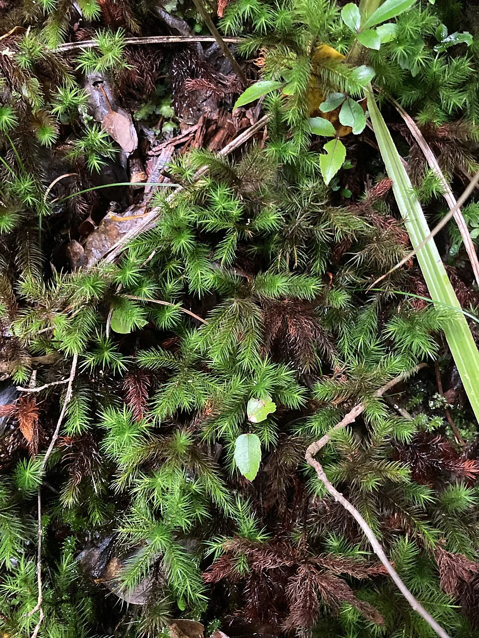 Dendroligotrichum tongariroense forming miniature tree-like structures