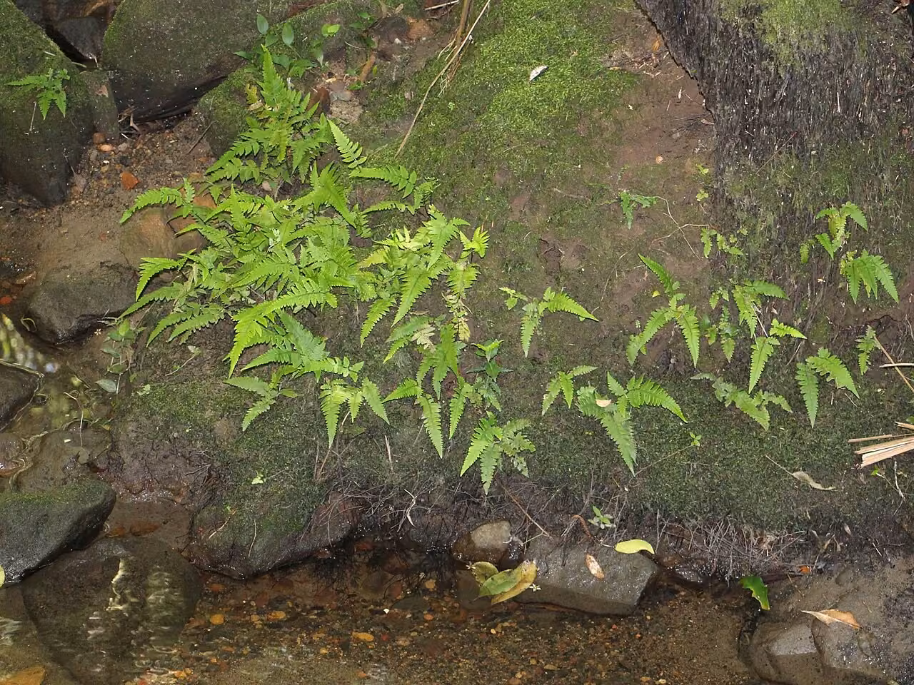Deparia petersenii subsp. congrua (Deparia petersenii subsp. congrua)
