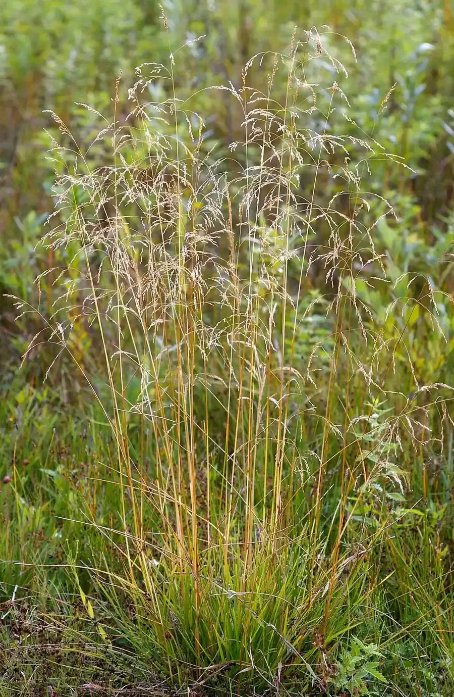 Deschampsia Cespitosa Grass (Deschampsia cespitosa)