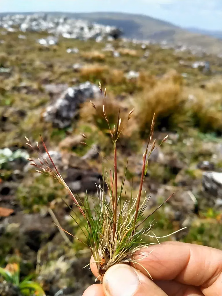 Deschampsia Gracillima Grass (Deschampsia gracillima)