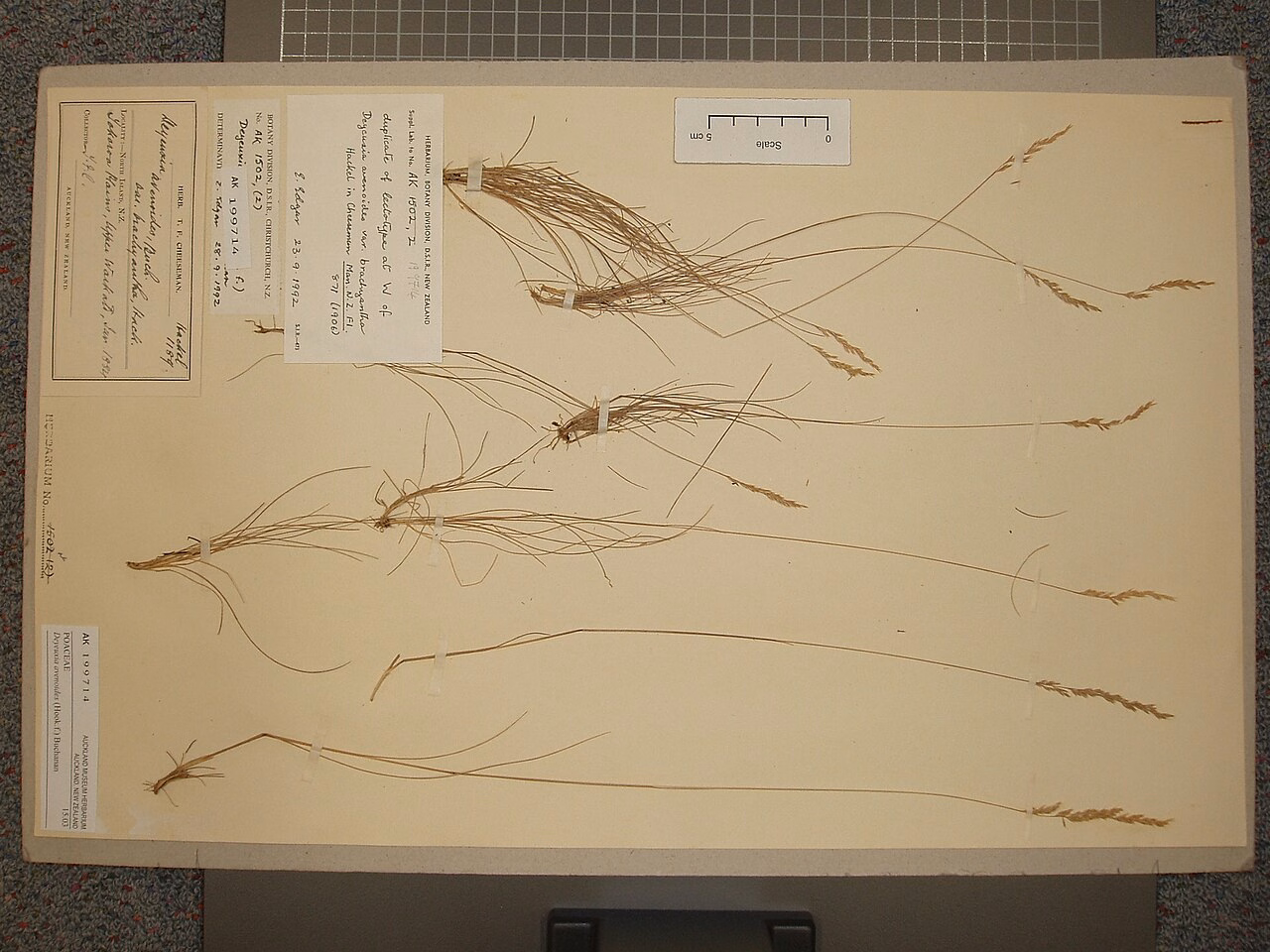 Deyeuxia avenoides (Deyeuxia avenoides)
