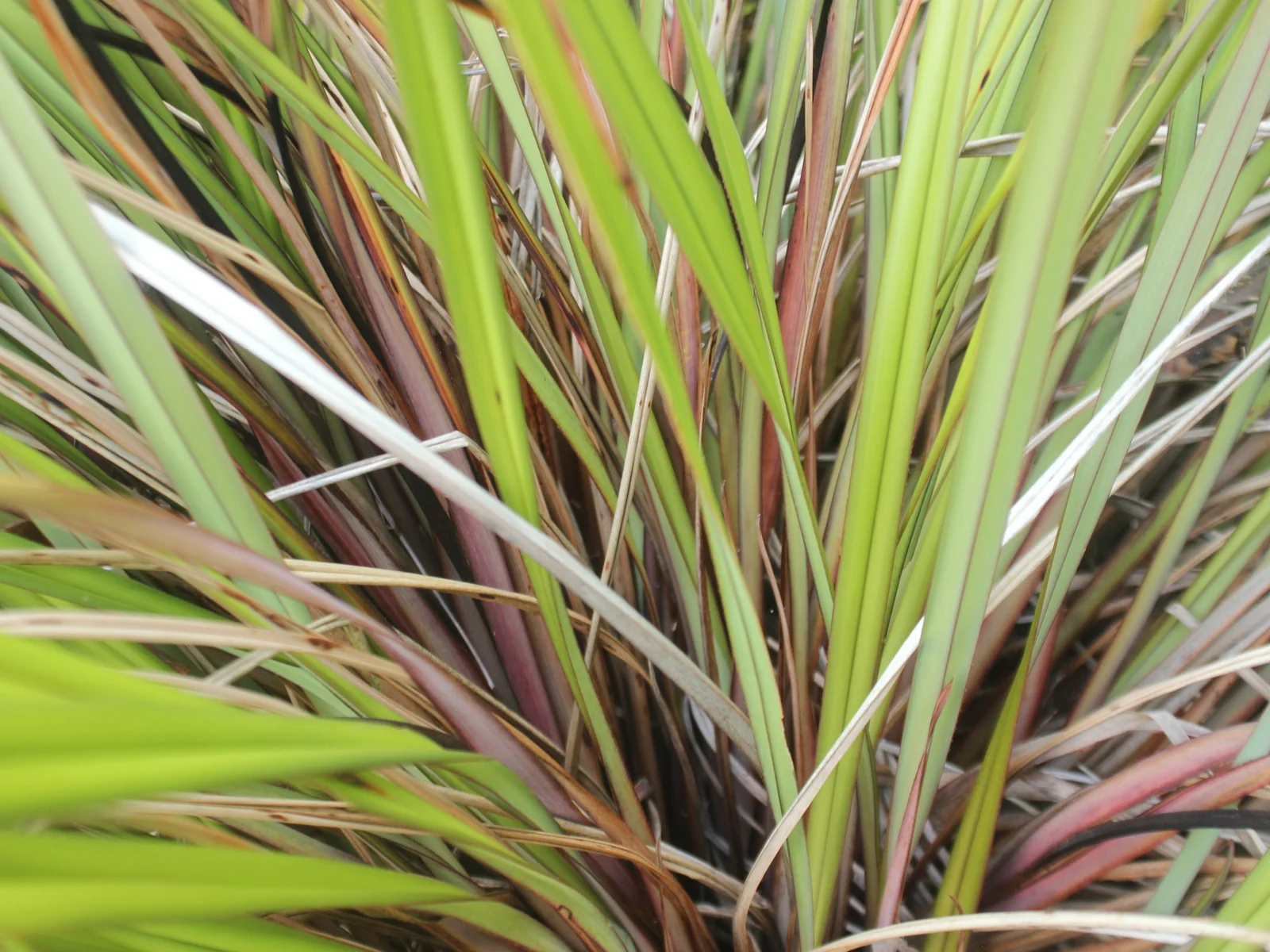 Dianella Haematica Native Plant (Dianella haematica)
