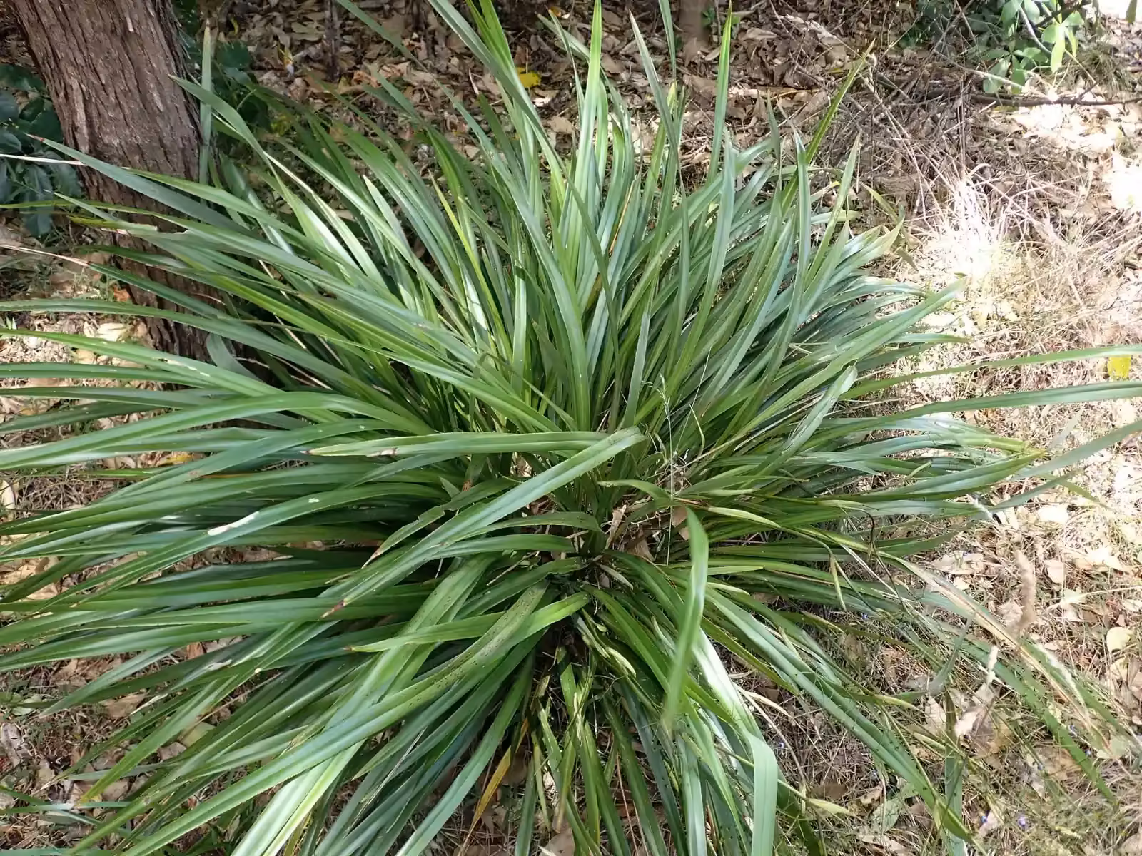 Dianella Latissima Native Plant (Dianella latissima)