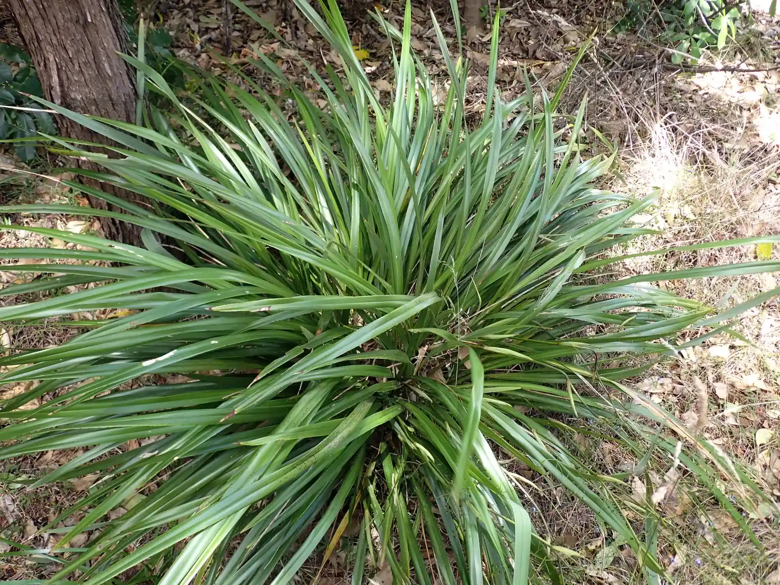 Dianella Latissima Native Plant (Dianella latissima)