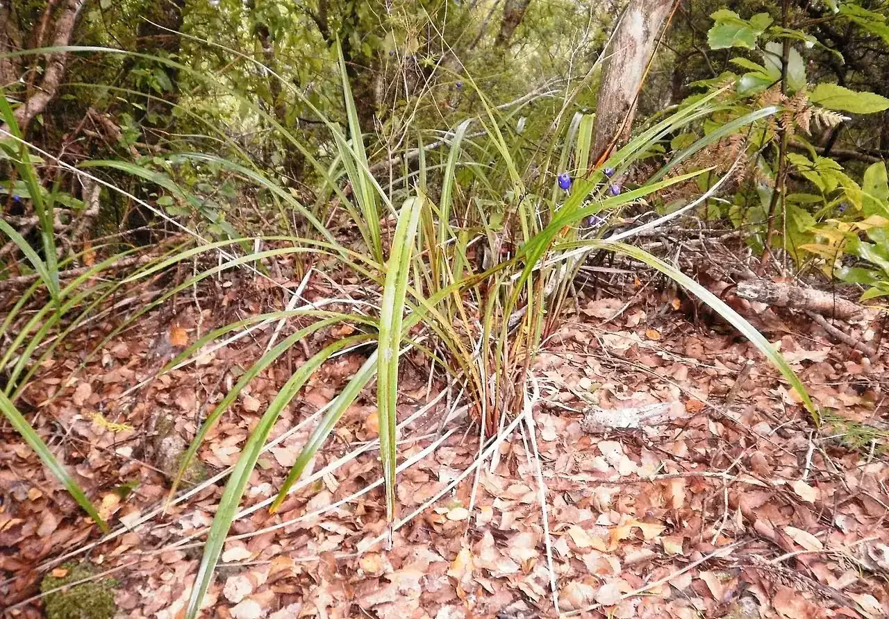 Tūrutu (Dianella nigra)