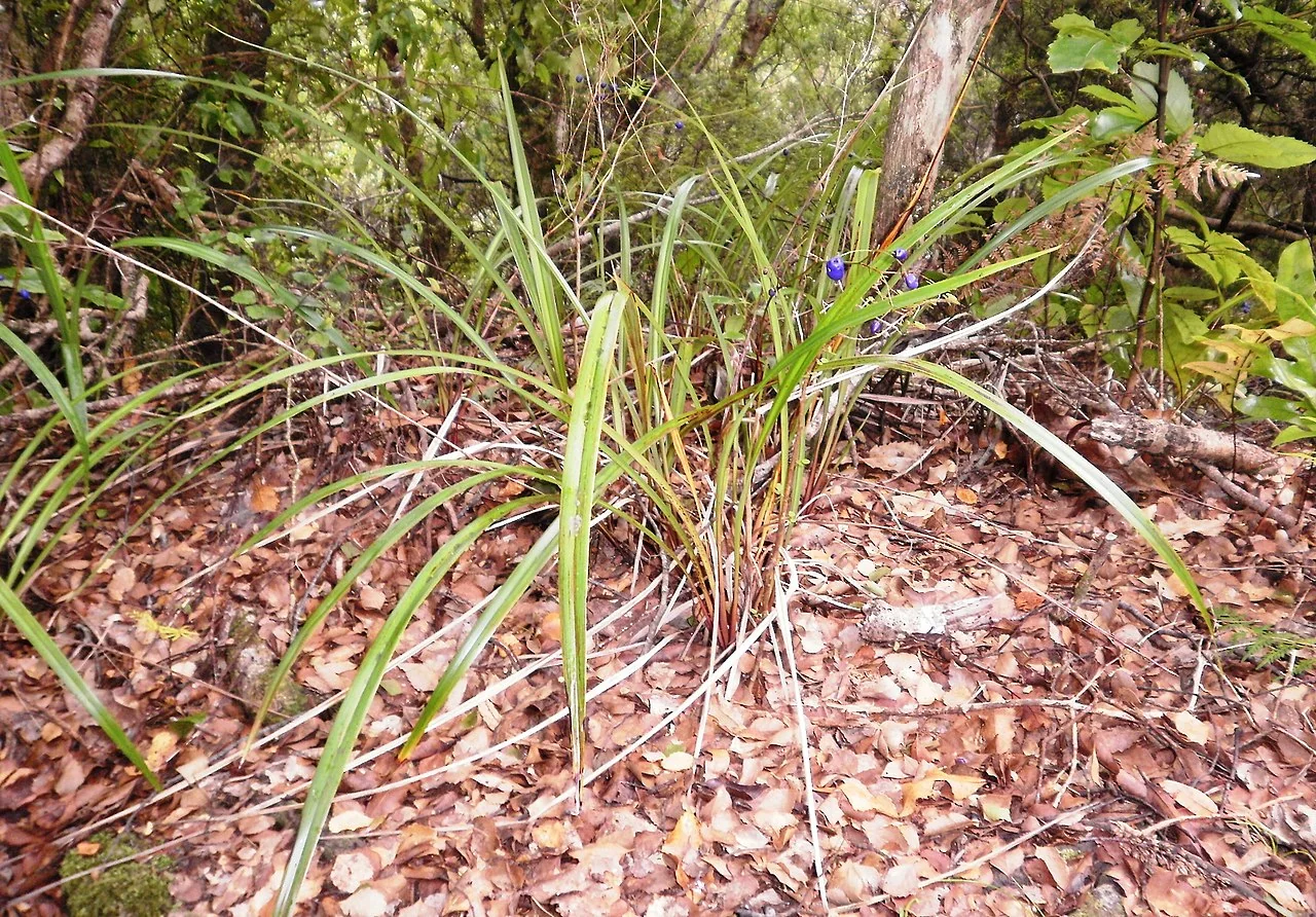 Turutu (Dianella nigra) showing its characteristic tussock growth habit and spectacular blue berries