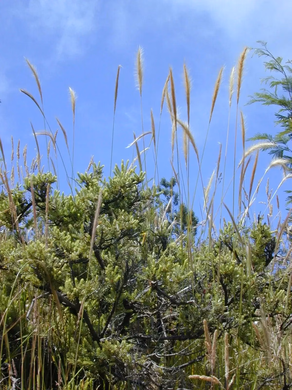 Dichelachne Crinita Native Plant (Dichelachne crinita)