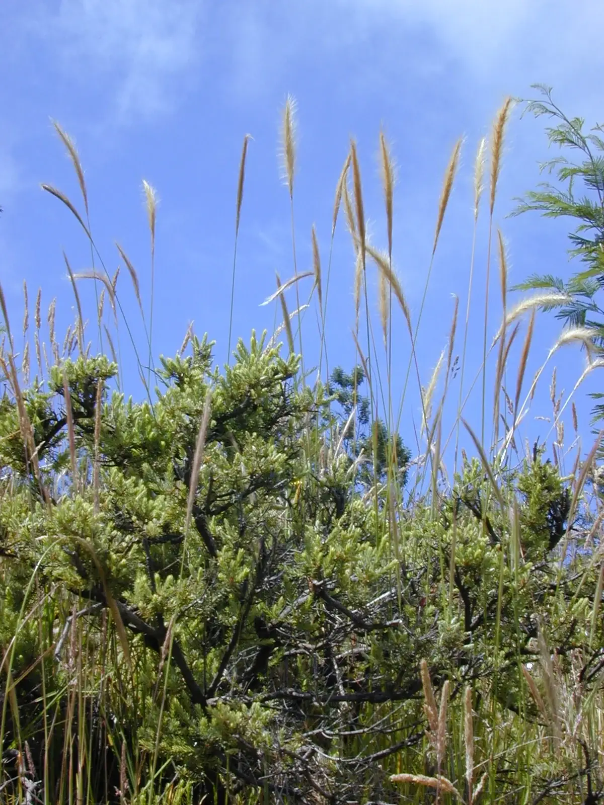 Dichelachne Crinita Native Plant (Dichelachne crinita)