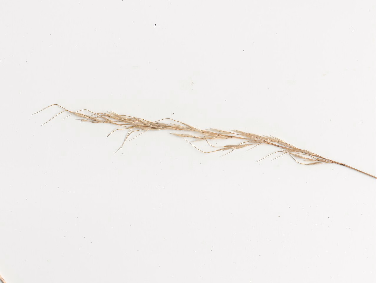 Dichelachne inaequiglumis (Dichelachne inaequiglumis)