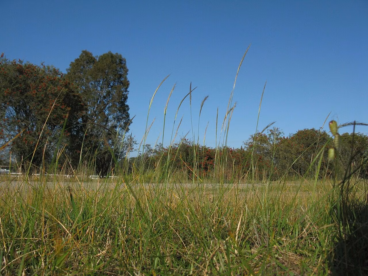 Dichelachne micrantha (Dichelachne micrantha)