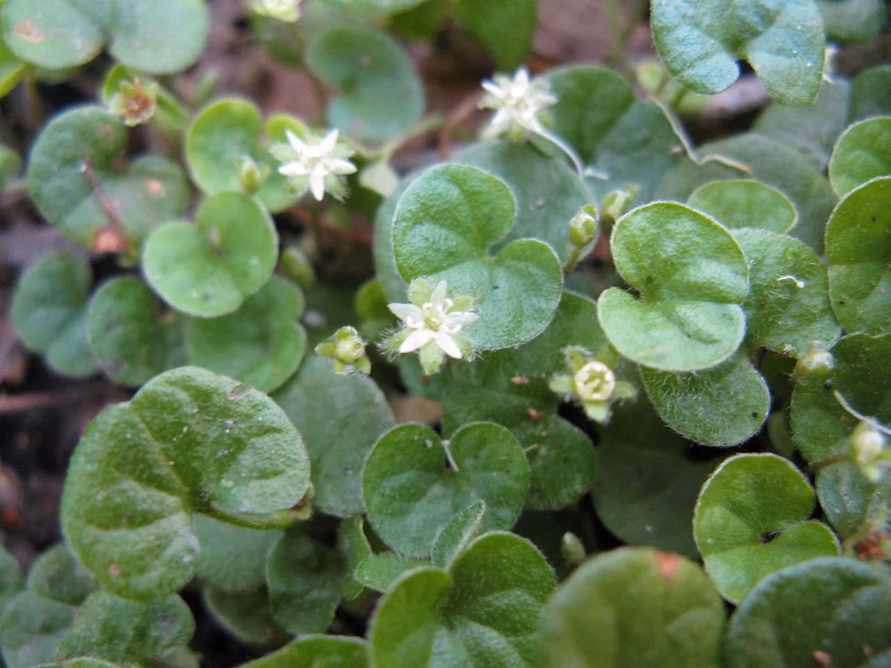 Mercury Bay Weed (Dichondra repens)