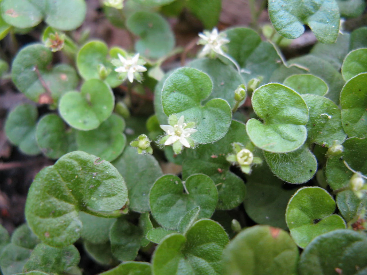 Mercury Bay Weed (Dichondra repens)