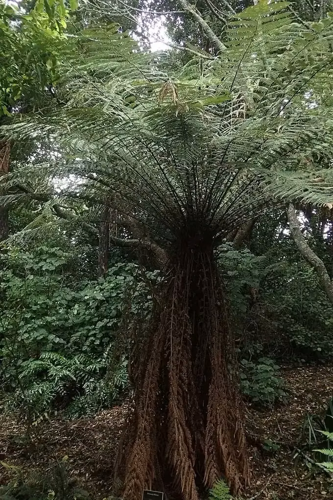 Dicksonia Fibrosa
