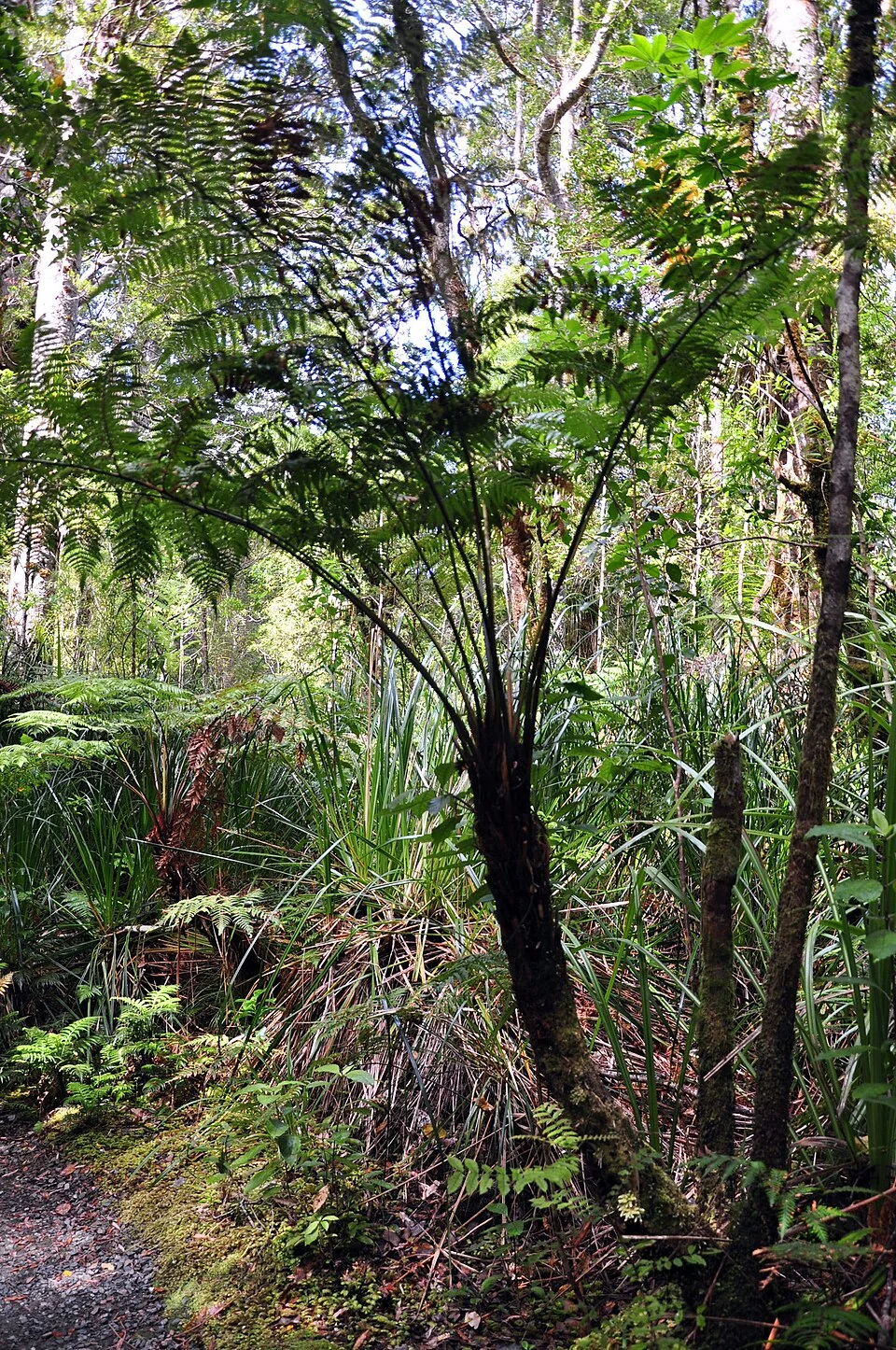 Dicksonia lanata with woolly stipes and green fronds