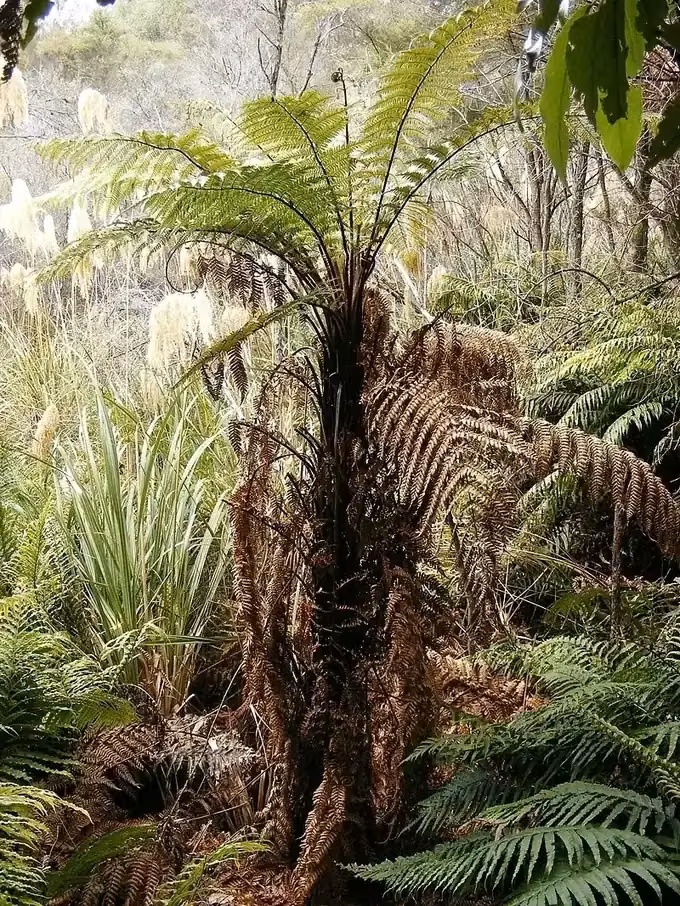 Dicksonia Squarrosa