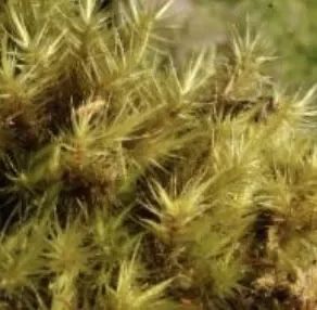 Dicranoloma billardierei (Star Moss)