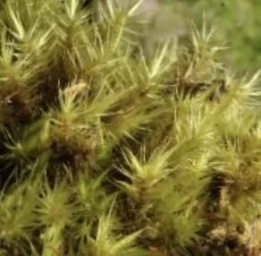 Dicranoloma billardierei (Star Moss)