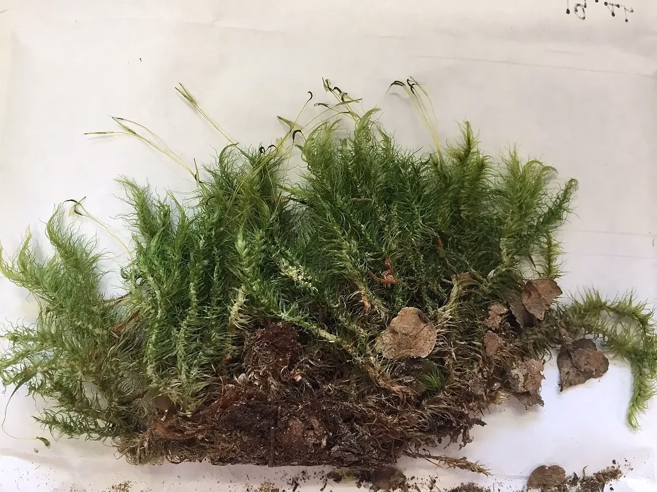 Serrated Star Moss (Dicranoloma dicarpum)