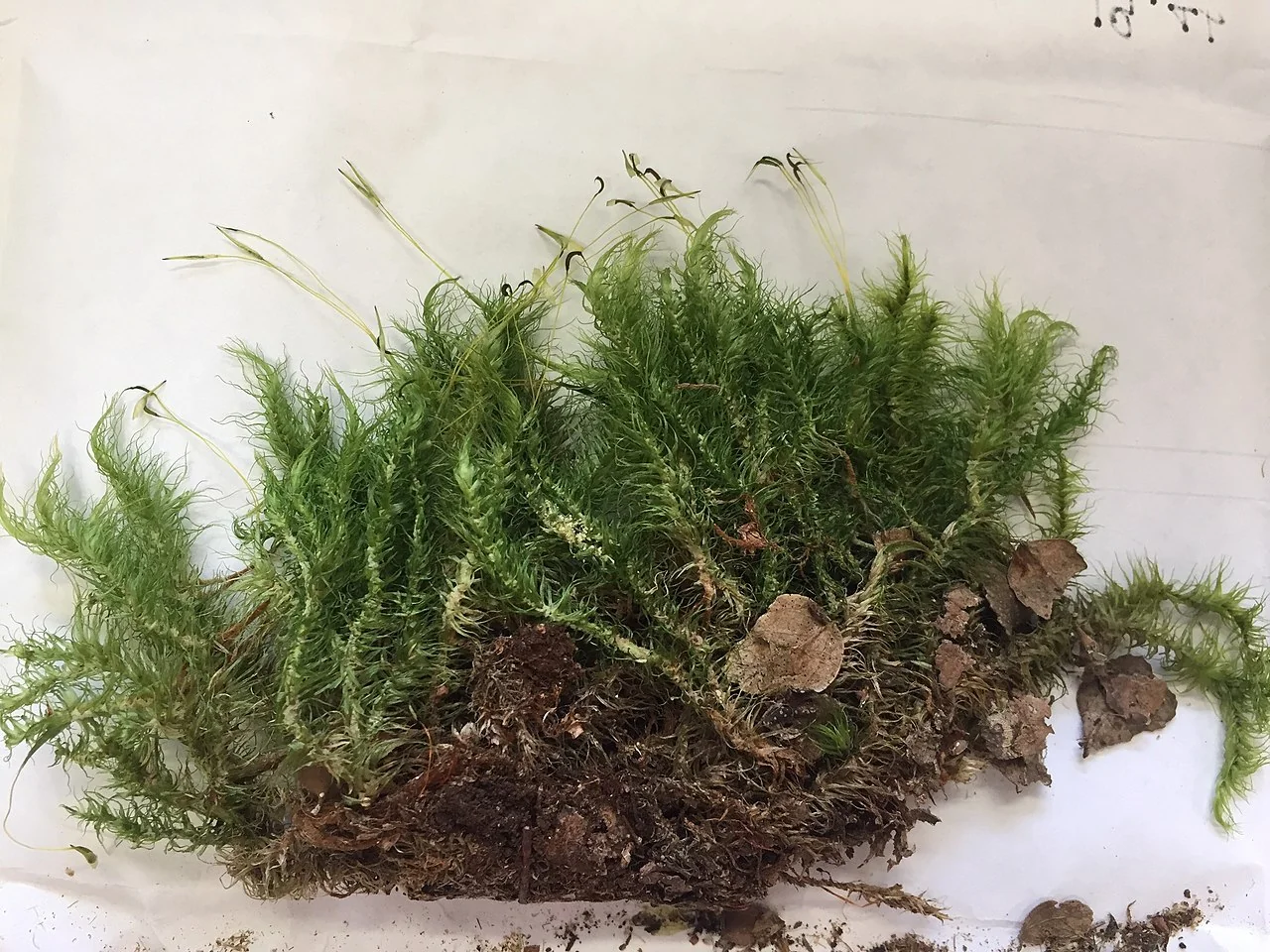 Serrated Star Moss (Dicranoloma dicarpum) hero image
