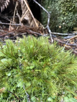 Menzies' Star Moss (Dicranoloma menziesii) hero image