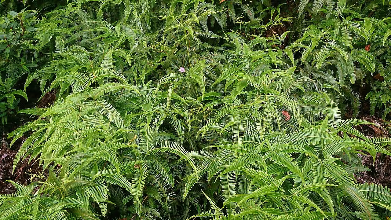 Dicranopteris linearis (Dicranopteris linearis) hero image