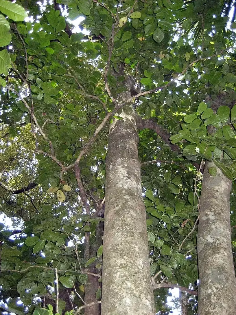 Kohekohe (Didymocheton spectabilis)