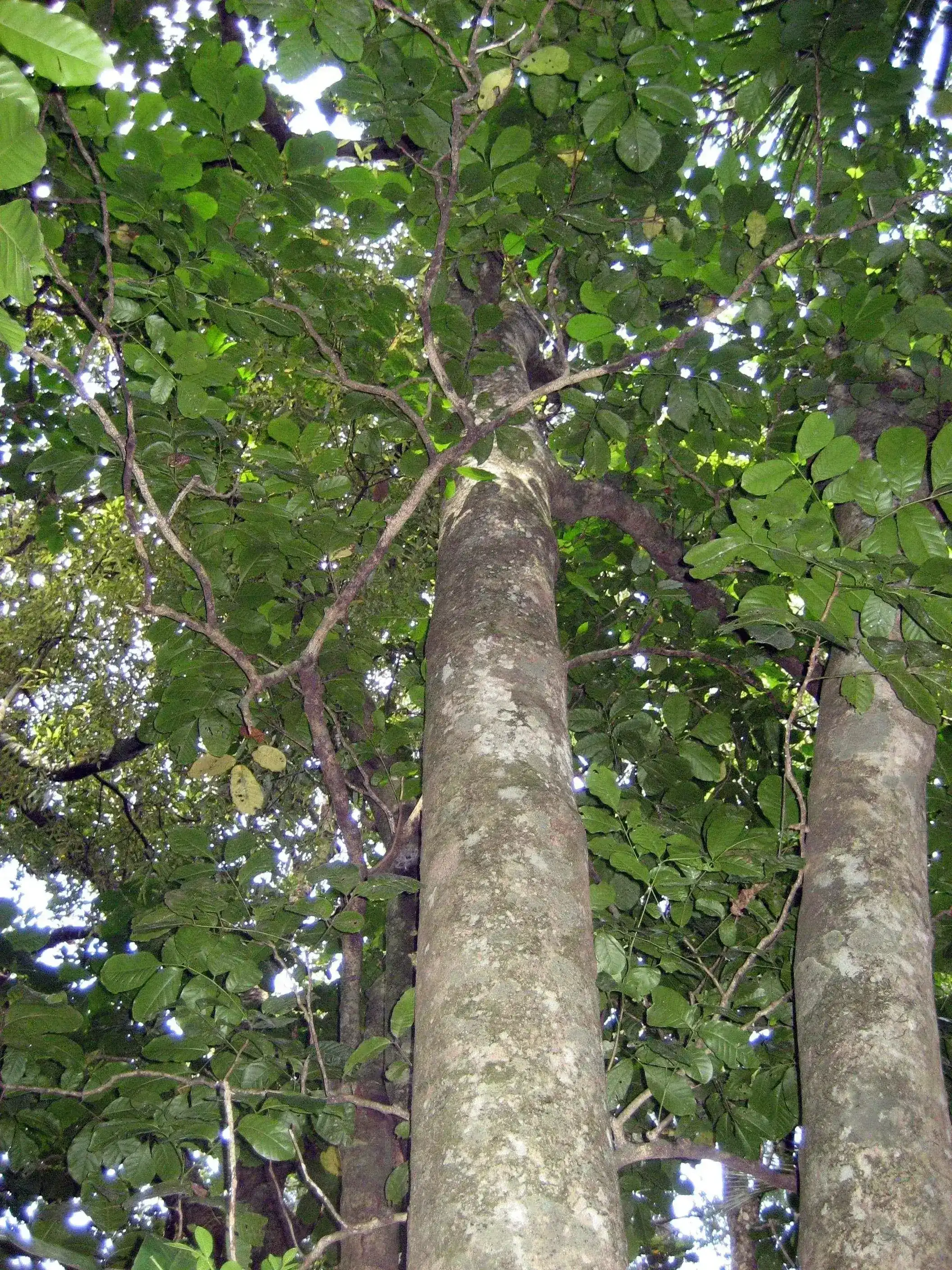 Kohekohe (Didymocheton spectabilis)