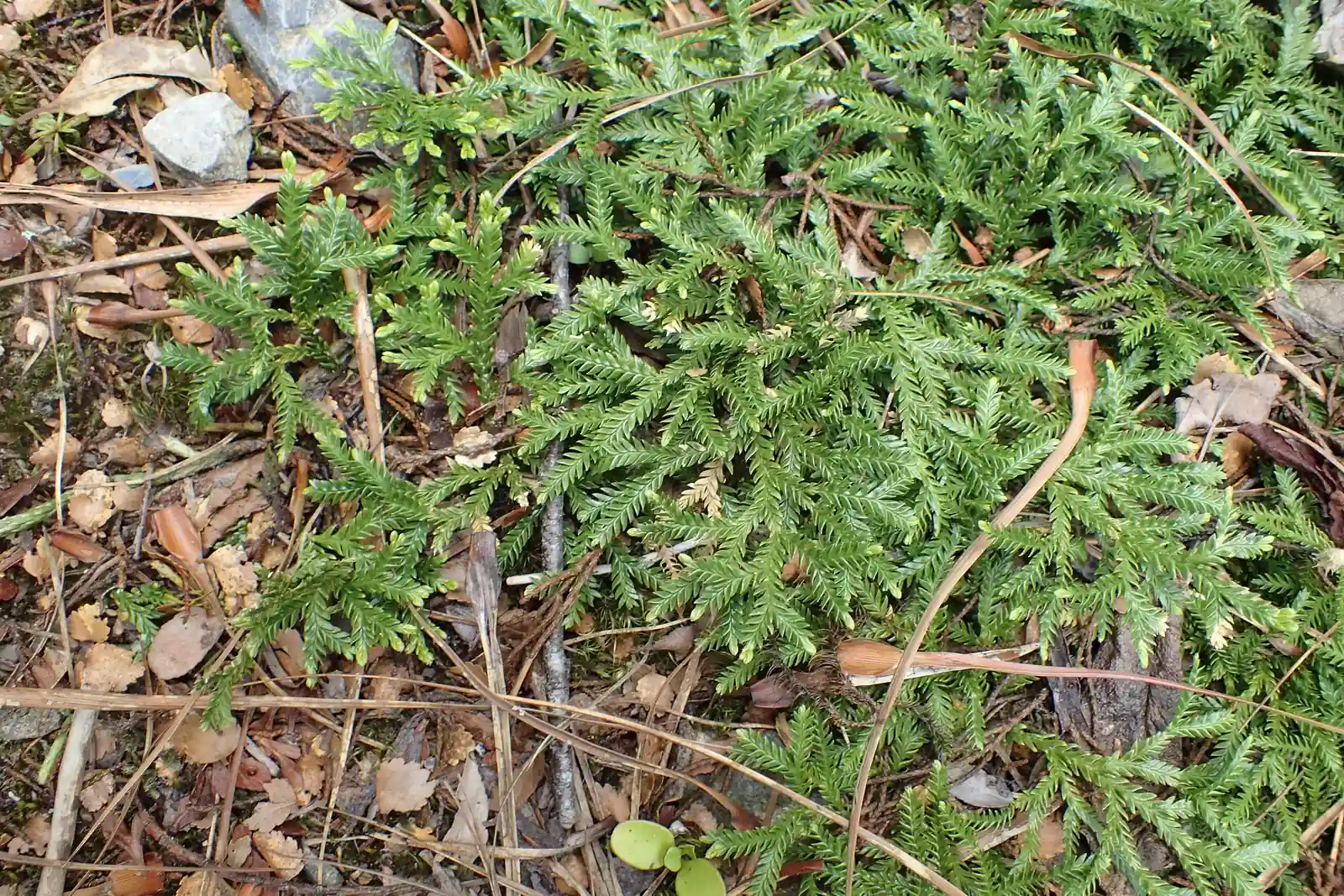 Diphasium Scariosum Native Plant (Diphasium scariosum)