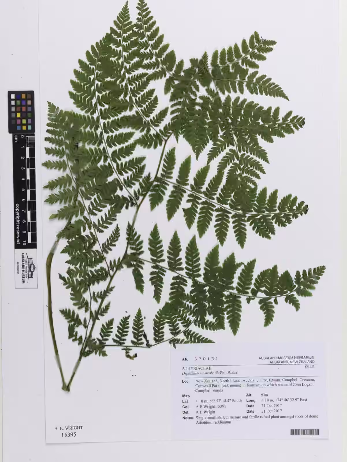 Diplazium australe (Diplazium australe)