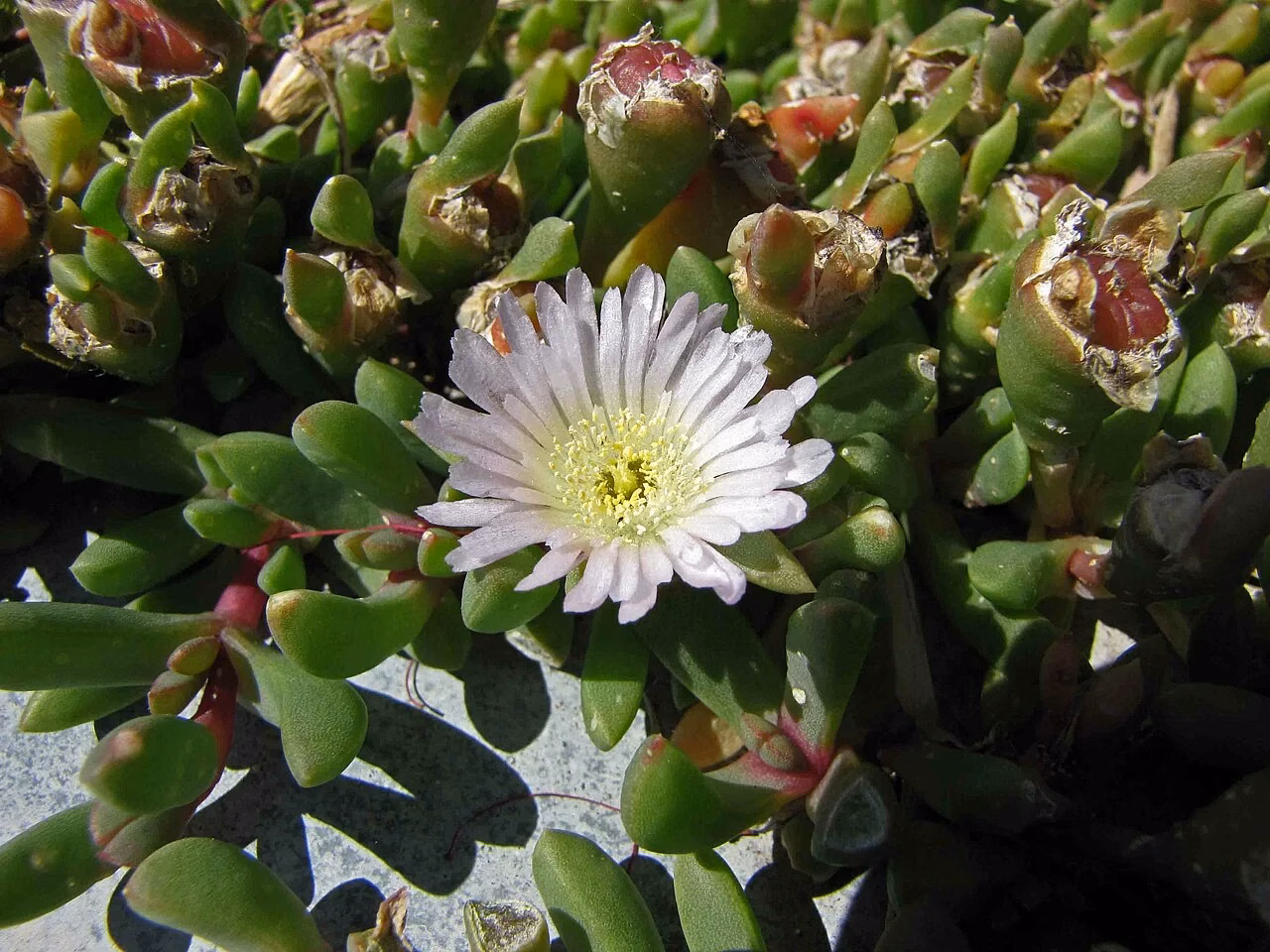New Zealand Iceplant