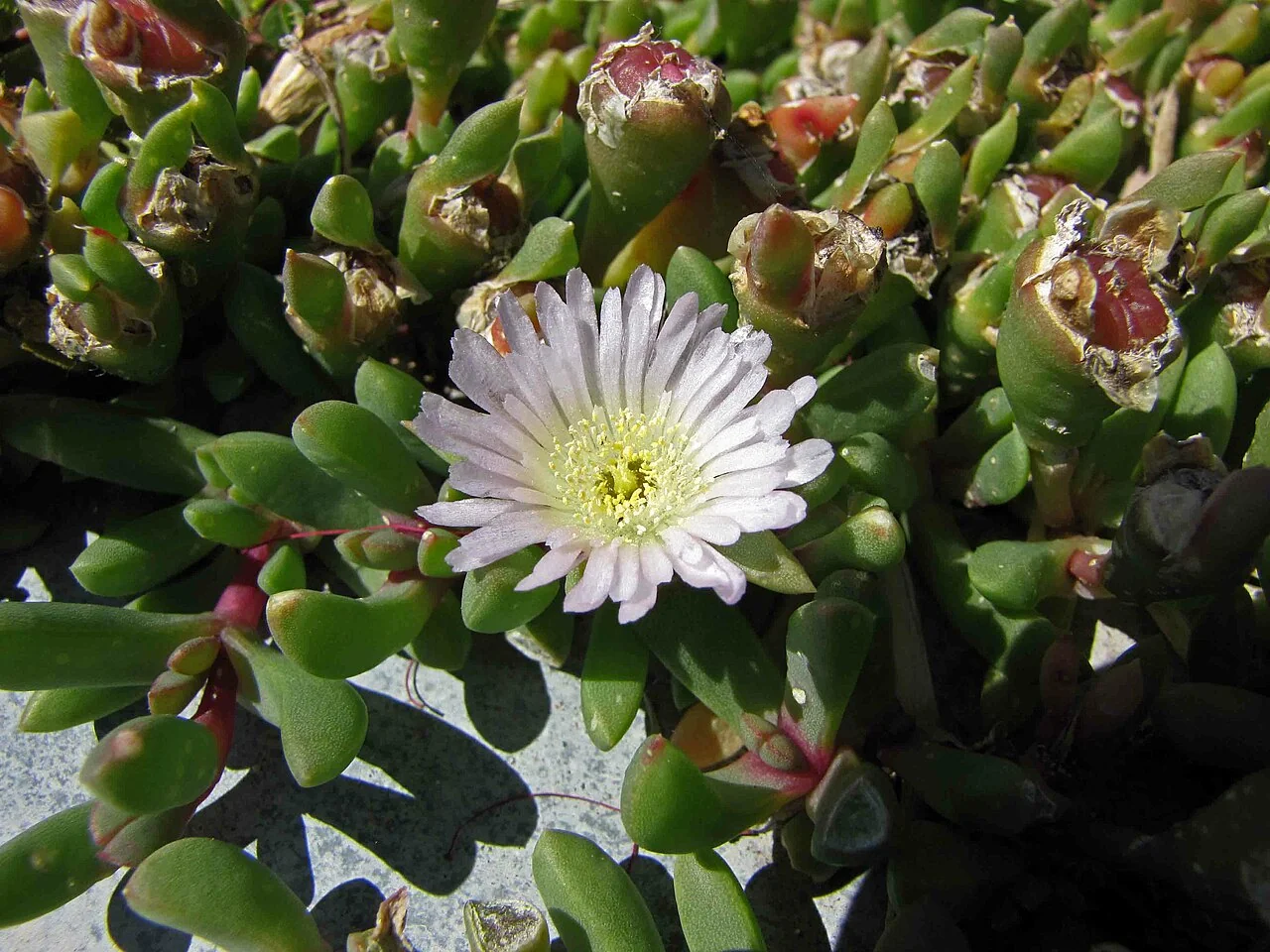 Disphyma australe forming a dense mat with pink flowers
