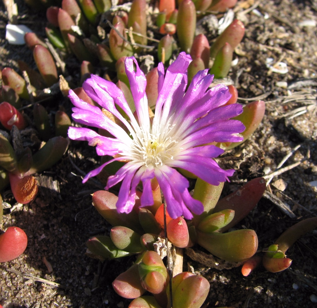 Disphyma clavellatum (Disphyma clavellatum)