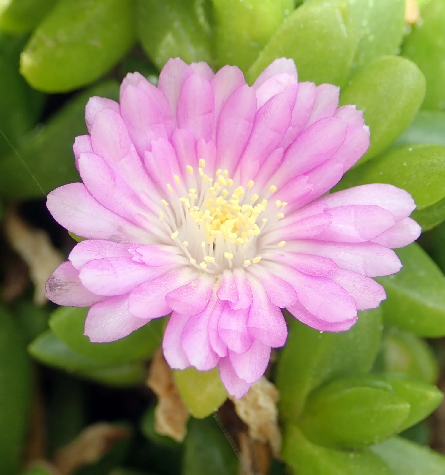 Disphyma Papillatum Native Plant (Disphyma papillatum)