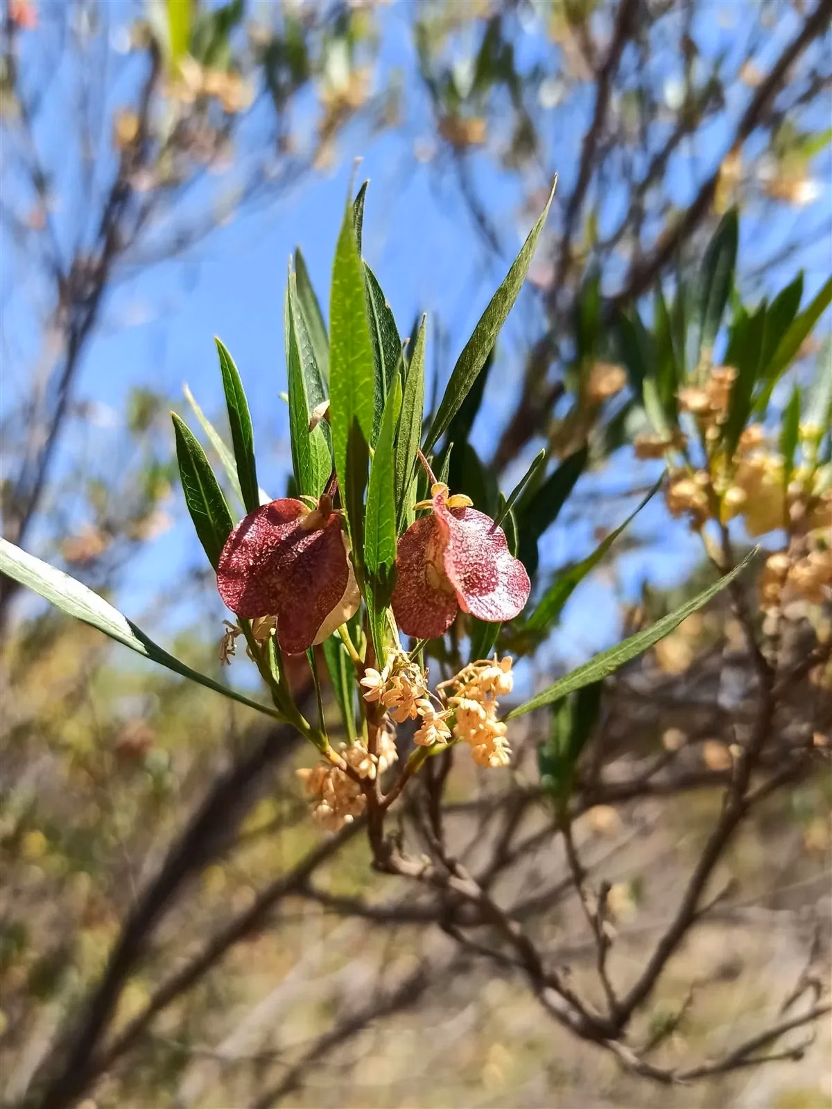 Akeake (Dodonaea viscosa)