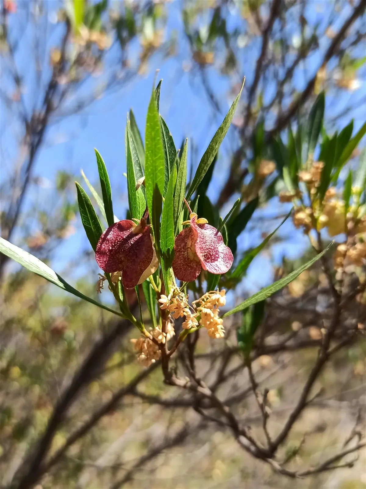 Akeake (Dodonaea viscosa)
