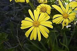 Dolichoglottis lyallii with large, bright yellow daisy-like flowers in an alpine setting
