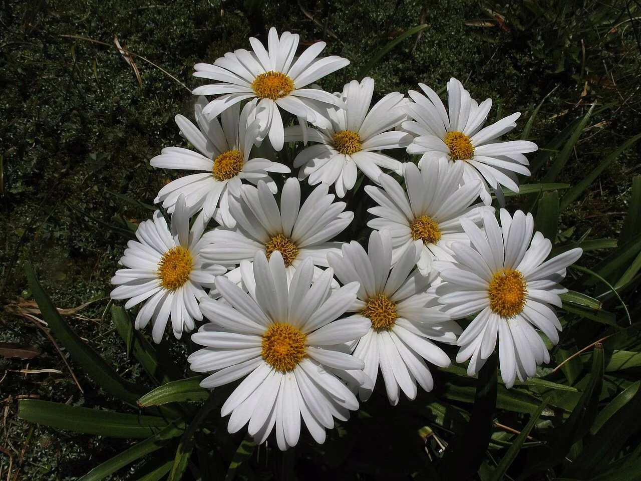 Dolichoglottis scorzoneroides (Dolichoglottis scorzoneroides)