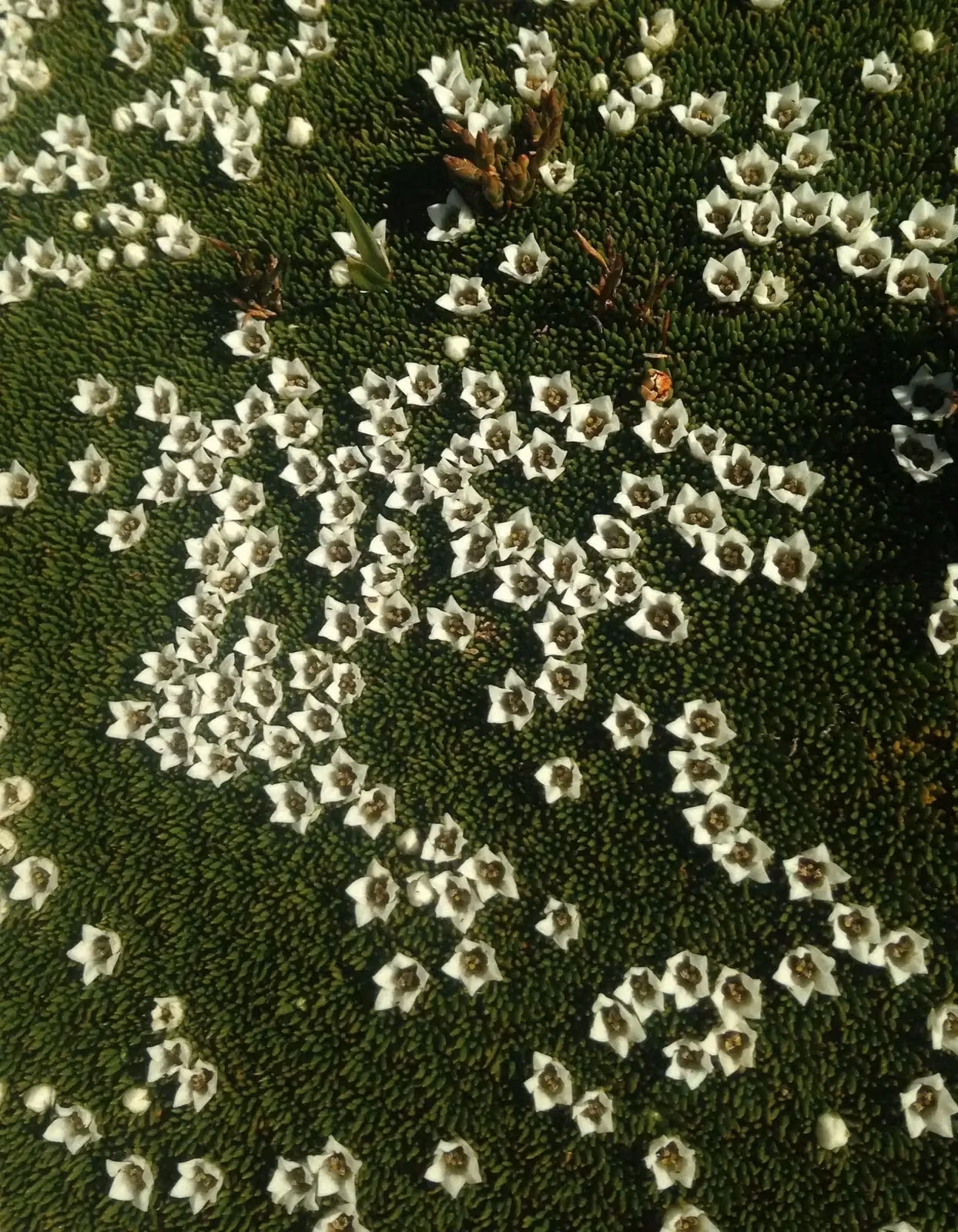 Donatia Novae Zelandiae Native Plant (Donatia novae-zelandiae)