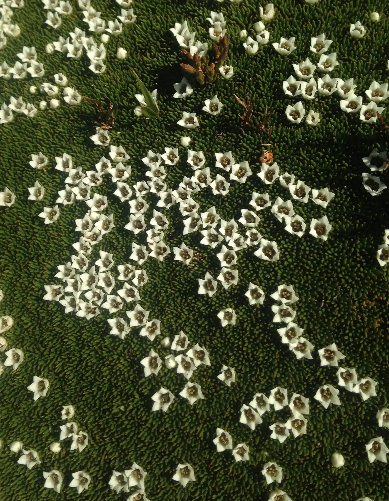 Donatia Novae Zelandiae Native Plant (Donatia novae-zelandiae)