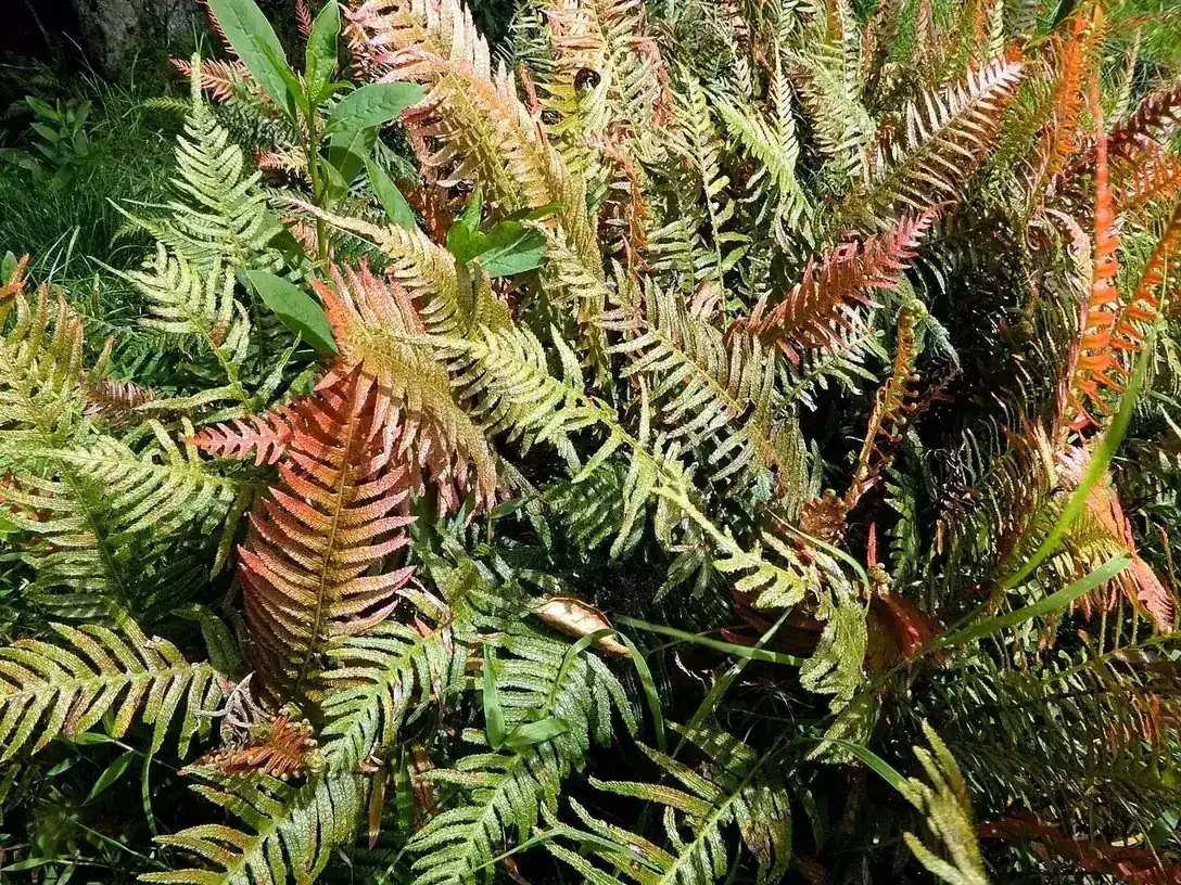 Rasp Fern, Pukupuku (Doodia australis)