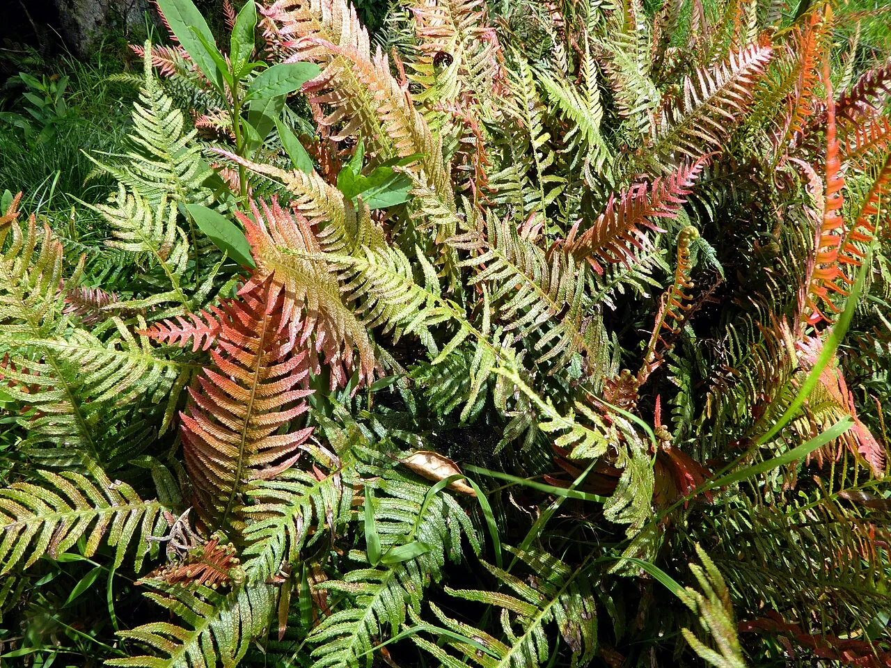 Rasp Fern (Doodia australis) hero image