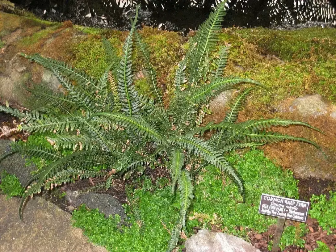 Common Rasp Fern (Doodia media)