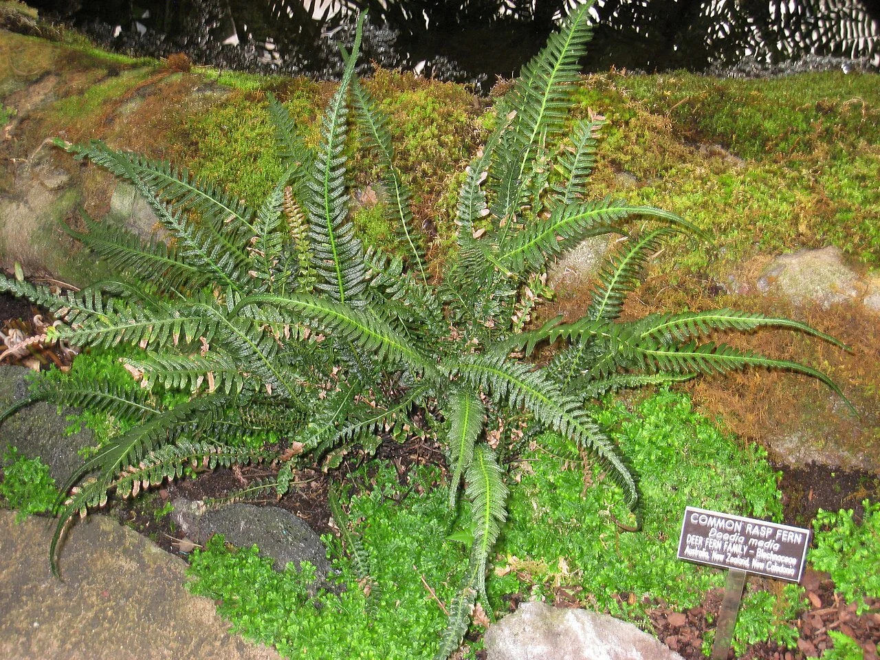 Common Rasp Fern (Doodia media) showing red emerging fronds