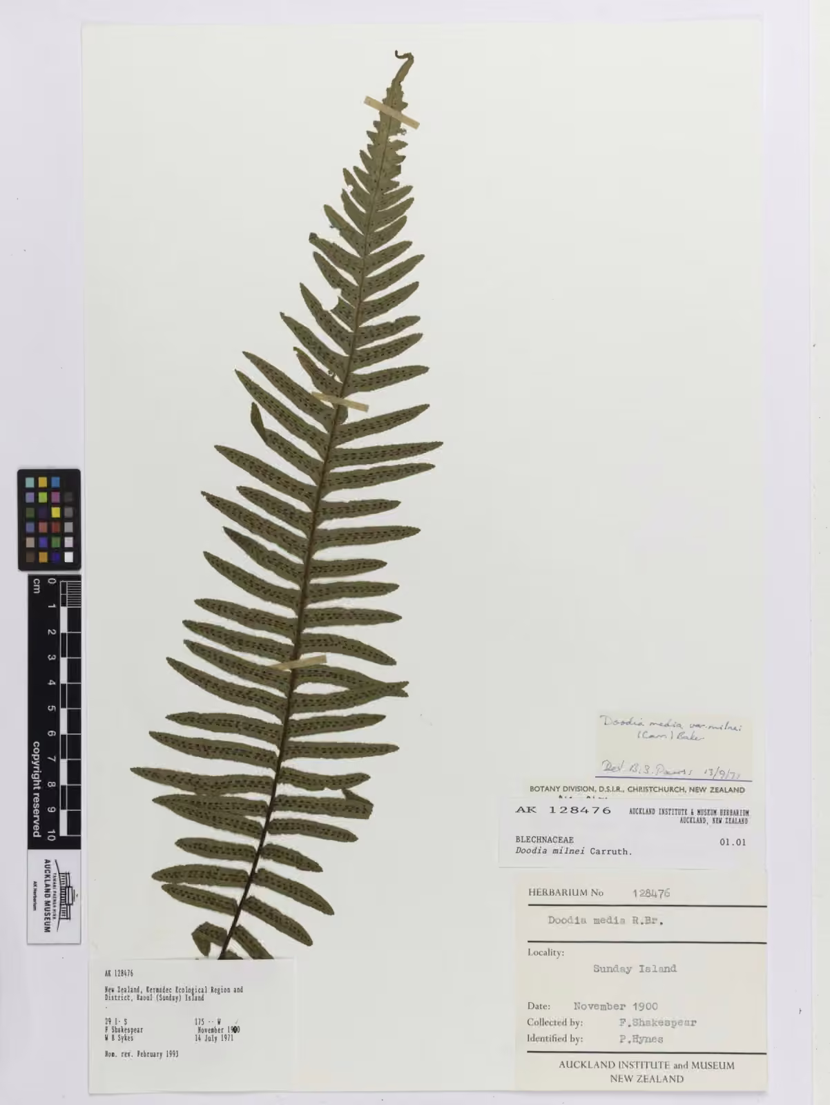 Doodia milnei (Doodia milnei)