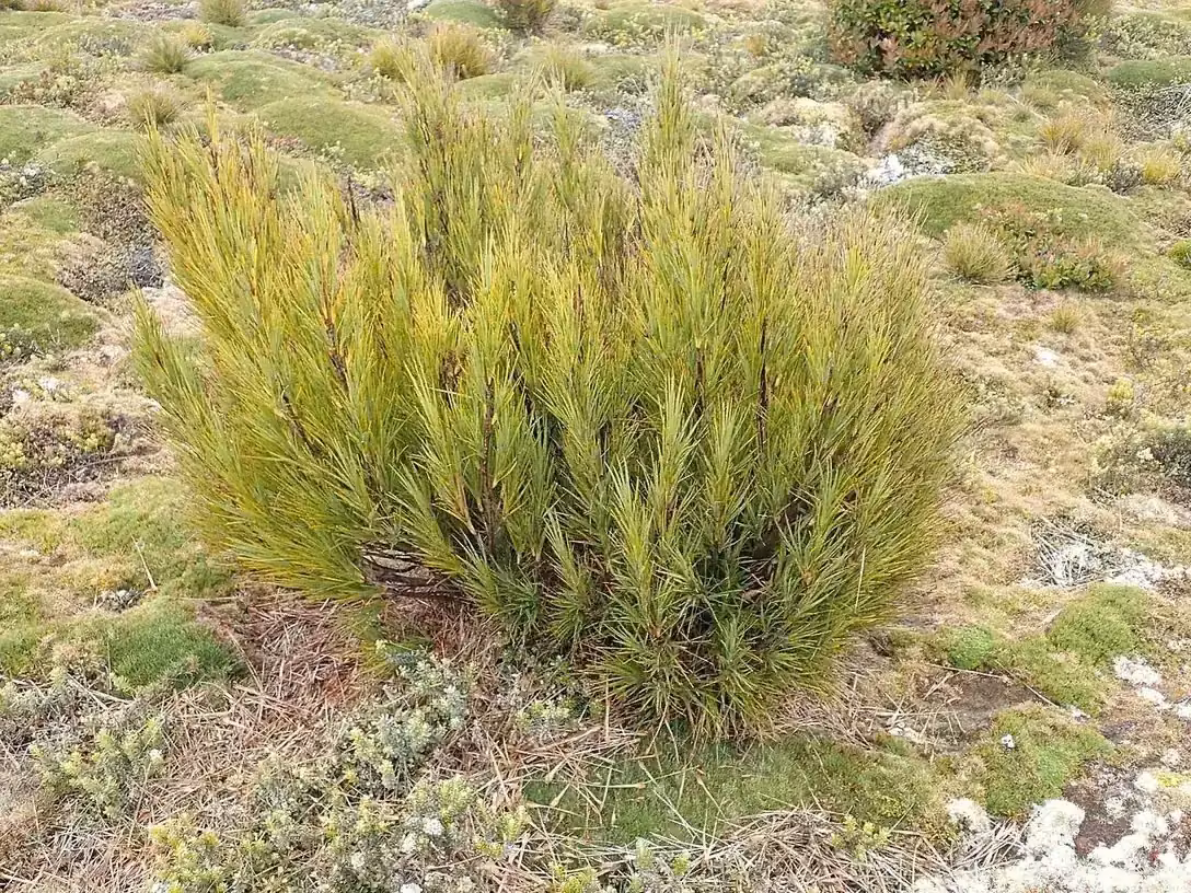 Cockayne's Grass Tree (Dracophyllum cockayneanum)