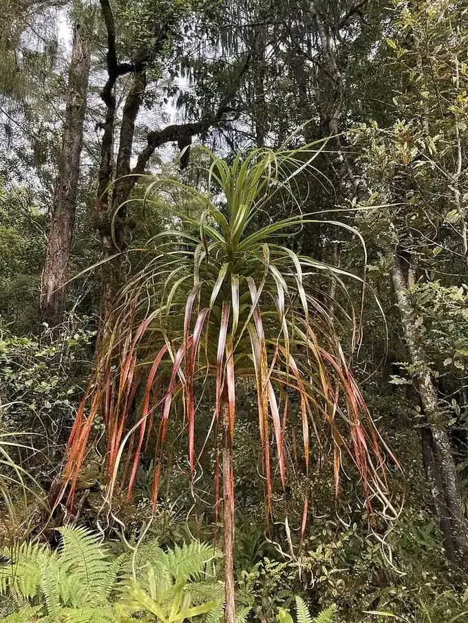 Slender Dragon Tree
