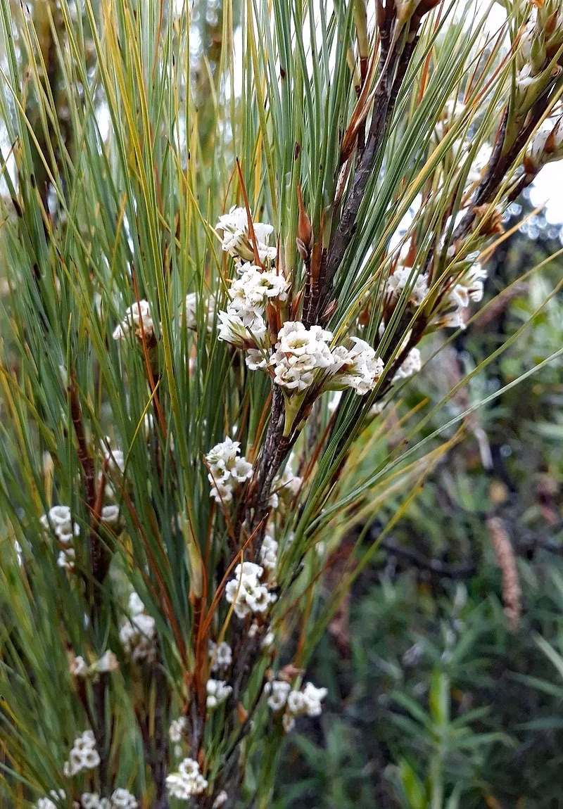 Thread-leaved Dracophyllum (Dracophyllum filifolium)